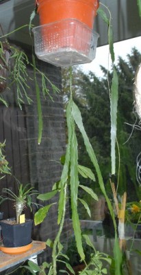 Rhiplepis 017yy.jpg