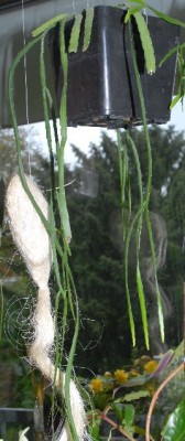 Rhiplepis 016yy.jpg