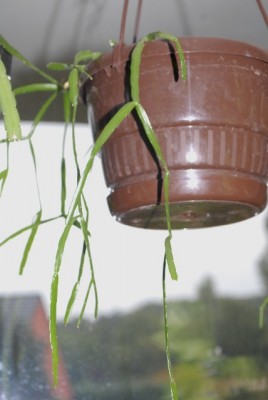 Rhiplepis 015yy.jpg