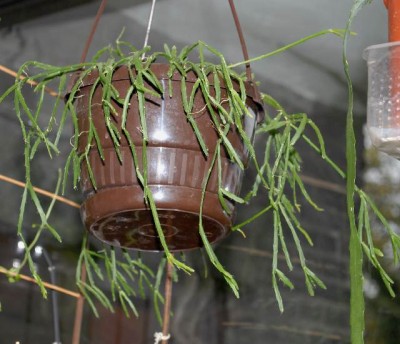 Rhiplepis 014yy.jpg
