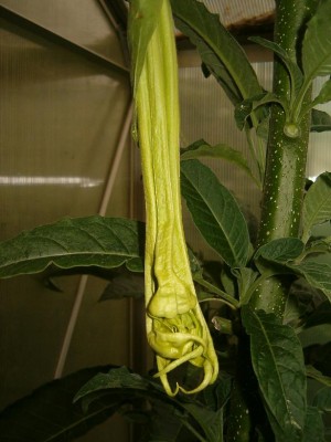 Knospe Nachwuchs 2012.JPG