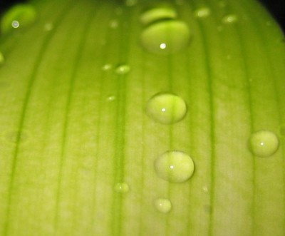 green9 155.jpg