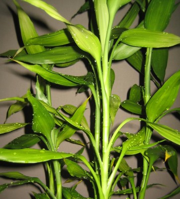 green9 161.jpg