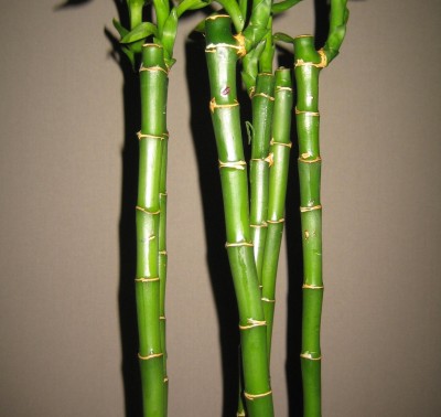 green9 159.jpg