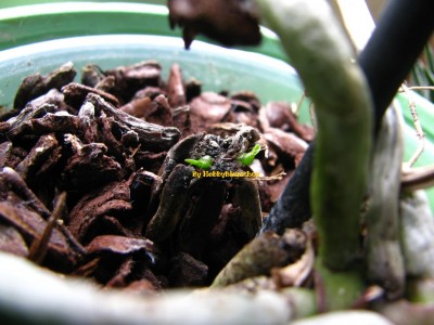 By Hobbybäumchen 5.jpg