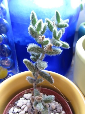 DelospermaEchinatum1_.JPG