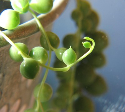Senecio1_.JPG