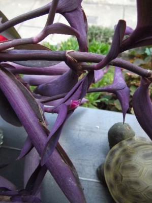 raetselraten leicht gemacht VI.JPG