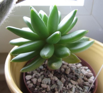 t_pachphytumcomptactumcvviridifolia__203.jpg