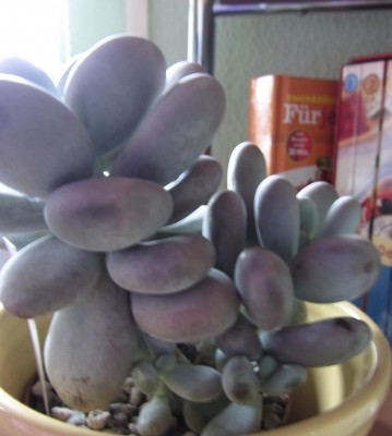 t_pachyphytumoviferum__129.jpg