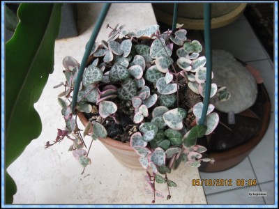 Ceropegia woodii  variegata.JPG
