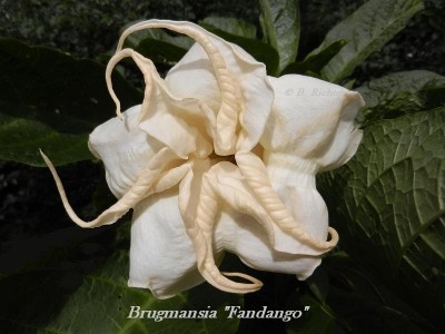 Fandango retuschiert verkleinert.jpg