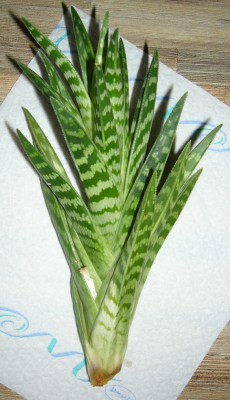 Aloe Vera ohne Wurzel.JPG
