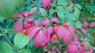 Korkspindelstrauch Euonymus alatus.jpg