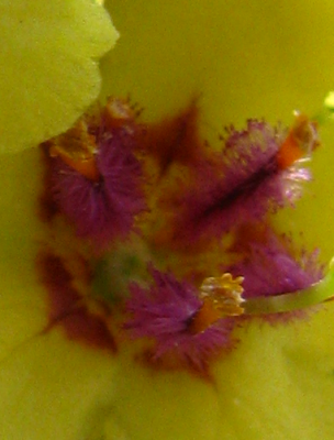 Hobbybäumchens Rätsel 2.png