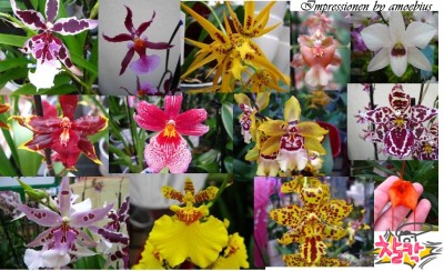 orchi.JPG