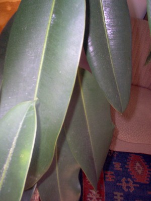 Gummibaum grün BLATT.jpg
