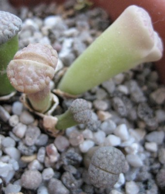 Lithops.jpg