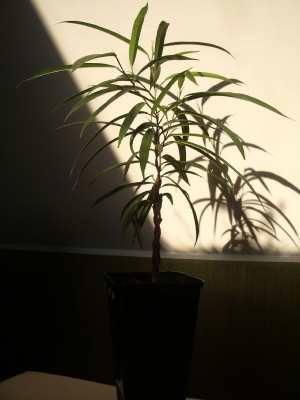 Ficus Alli mit geflochtene Stämmen 06.10.2012.jpg