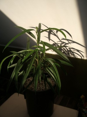 Ficus Alli am 06.10.2012.jpg