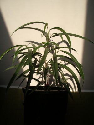 Ficus Alli 06.10.2012.jpg