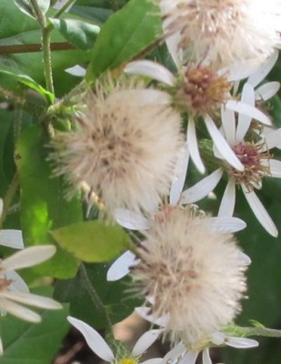 Eurybia6.jpg