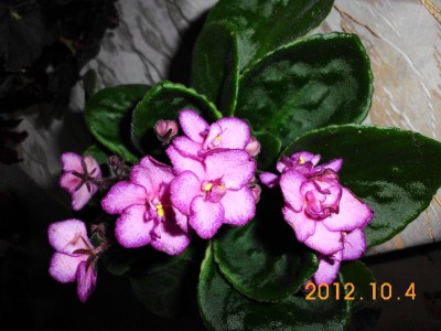 DSCI0842.JPG