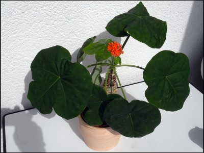 Jatropha1_1.JPG