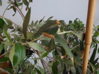 SDC10941.JPG