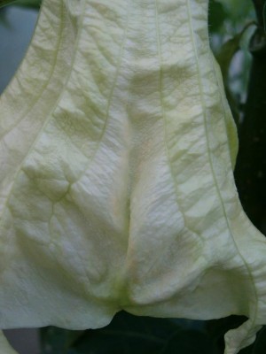 Blüte von Sämling.JPG