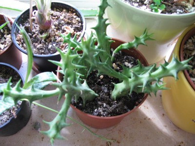 Orbea variegata 04.10.12.jpg