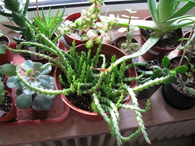 Stapelia lepida 04.10.12.jpg