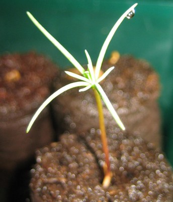 green9 185.jpg