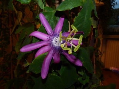 Passiflora kermesina.jpg