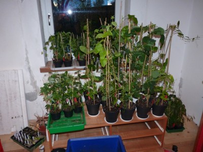 Passiflora Neuzugänge.jpg