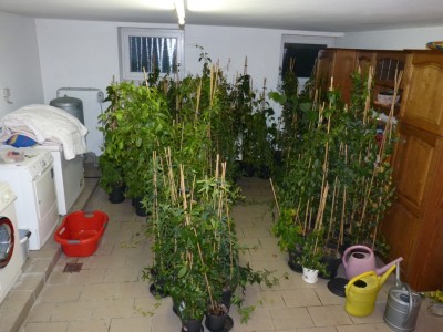 Passiflora Winterquartier Waschküche.jpg