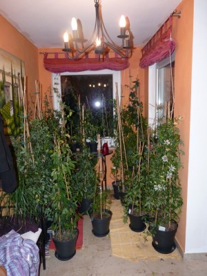 Passiflora Winterquartier Stiegenhaus.jpg