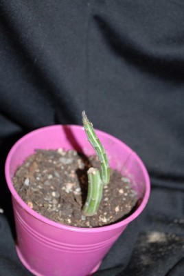 Senecio 011yy.jpg