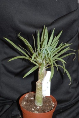 Senecio 009yy.jpg
