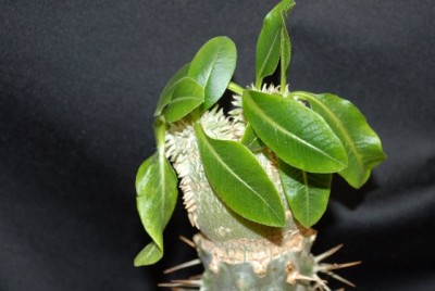 Pachypodium 007yy.jpg