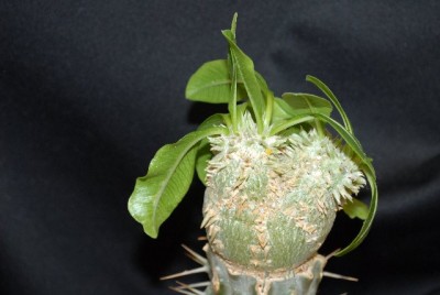 Pachypodium 006yy.jpg
