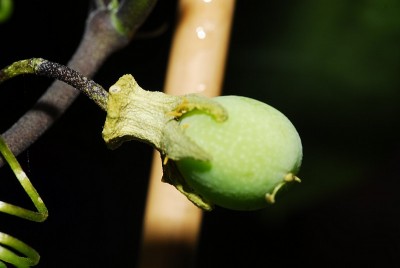 dsc_9385_P_manta_Frucht.jpg