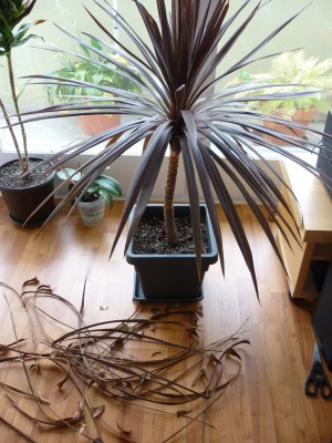 Cordyline-P1030275.jpg