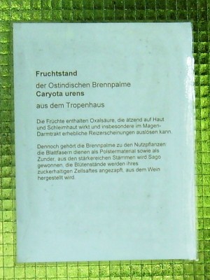 BrennpalmeBochum.JPG