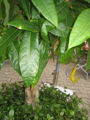 IMG_7396.JPG
