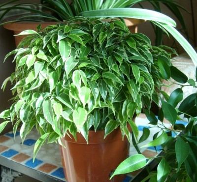 Ficus neu.JPG