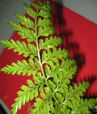 green9 190.jpg