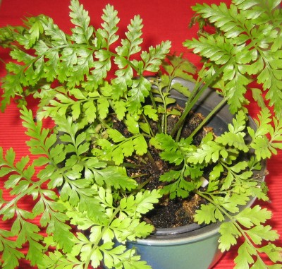 green9 189.jpg