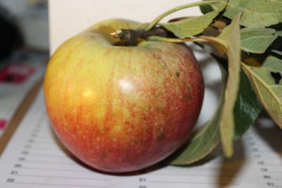 apfel.jpg