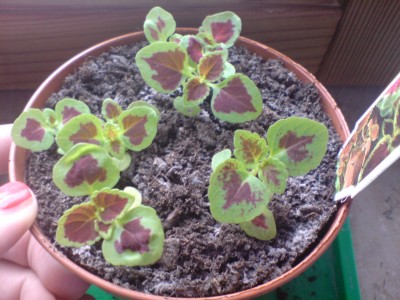 Buntnesseln 2 (4).jpg